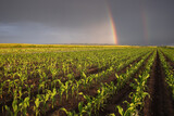 Fototapeta  - Rainbow over corn field in spring