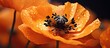 A detailed view of a single poppy flower covered in water droplets, showcasing its vibrant orange petals and distinct black spots. The droplets glisten in the light, adding a fresh and delicate touch