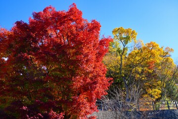 Wall Mural - Red foliage of a Japanese Maple tree in the fall