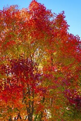 Wall Mural - Red foliage of a Japanese Maple tree in the fall