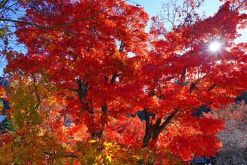 Wall Mural - Red foliage of a Japanese Maple tree in the fall