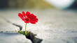 © Mariusz Blach - Red flower growing through crack in the ground, selective focus. Concept of strength and resilience