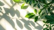 abstract leaves shadow sunlight on white wall background. natural leaves on wall. Minimal background