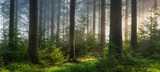 Fototapeta Las - Panorama of Sunny Natural Spruce Forest with Morning Fog