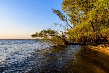 Wall Mural - Trees growing above the water on a Kremenchug reservoir. Summer landscape