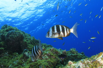 two beautiful bream sail over the reef surrounded by the small marine life of the surroundings