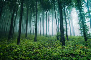 Wall Mural - misty green forest with old trees