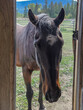 Cute Senior Retired Thoroughbred Horse Gelding Begs For Treats at Trailer Door