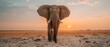 a large elephant standing in the middle of a sandy field with the sun setting in the distance in the background.