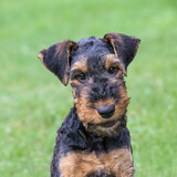 Fototapeta Koty - Airedale Terrier puppy, 10 weeks old, black saddle with tan markings, head portrait of a friendly looking dog, Germany  