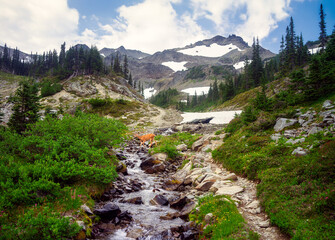 Wall Mural - A deer crosses a stream in the mountains.