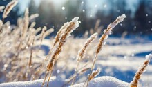 beautiful winter background blurred snowfall in the field dry blades of grass covered with snow and frost nature