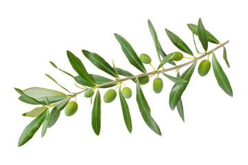 Wall Mural - Olive branch with young green olives, cut out - stock png.