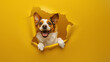 © Fxquadro - An overjoyed dog holds a toy and playfully emerges from a tear in bright yellow paper, exuding happiness