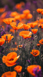 Fototapeta Krajobraz - California Poppies flowers, Vertical layout, with soft orange and purple overtones in a Floral-themed, photorealistic illustration in JPG. Generative ai