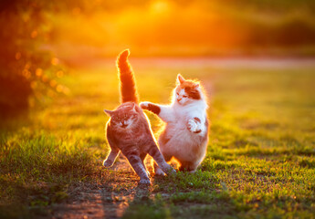 Wall Mural - two cute cats play and fight on a green sunny meadow in the village in spring