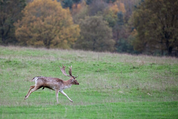 Wall Mural - A fallow deer stag sprinting through an open field in the Peak District, England.