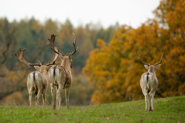 Wall Mural - A trio of fallow deer stag walking away into the autumn coloured foliage.