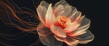 Close-up Image Features A White Lotus Flower In Full Bloom, Floating On Water Against A Black Background. The Flower Has Many Symmetrical Petals And A Yellow Center.