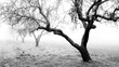 © ADDICTIVE STOCK - Misty orchard with barren trees on a gloomy day