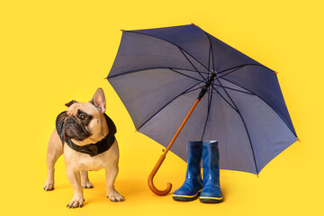 Wall Mural - Cute French bulldog in raincoat with umbrella and gumboots on yellow background