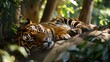 Sleeping Tiger in Dappled Sunlight Amidst Green Foliage