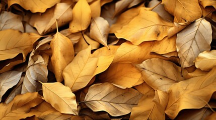 Sticker - autumn golden leaves background