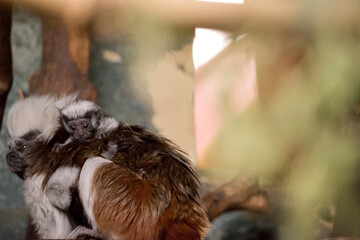 Wall Mural - the baby cotton top tamarin is hanging onto its mothers back