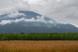 Wheat and corn fields on the background of mountains
