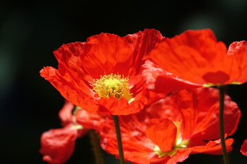 Wall Mural - Ziermohn