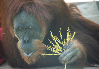 Wall Mural - Orangutans are the largest arboreal mammal, spending most of their time in trees. Long, powerful arms and grasping hands and feet allow them to move through the branches.