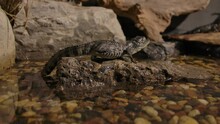 Baby Caiman Jumps Off Backside Of Rock Into Water Slomo