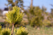 focus on pine tree on the left