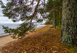 Fototapeta  - On the shore of Lake Onega in Russia in late autumn.