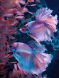 Pink and blue colored male siamese fighting fishes under the water. Ornamental fish. Water world.
