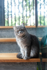 A cute beautiful English cat sitting on the stair,chair