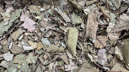 Dried bay tree leaves in bulk at spice market stall