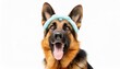 funny angry growling german shepherd wearing a cat ear headband as a dog wearing a cat disguise isolated on white