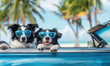 twin border collies with sunglasses on summer road trip