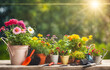 Arrangement of gardening items flowers pots soil and plants against a sunny garden backdrop
