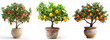 Apple, lemon and orange tree in roman pot, roman style gardening plants. White background