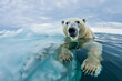 Polar bear (Ursus maritimus) on the pack ice, north of Svalbard Arctic Norway