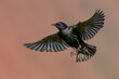 Starling (sturnus vulgaris) in flight