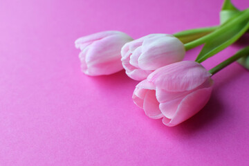 Wall Mural - Bouquet of pink spring tulips and place for text for Mother's Day or Women on a pink background. Top view flat style.