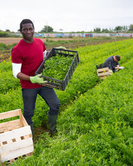 Wall Mural - Confident african american farmer engaged in organic leafy mizuna growing, showing rich harvest on farm field