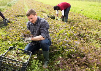 Canvas Print - Experienced farmer hand harvesting crop of organic red mizuna leaves on vegetable plantation