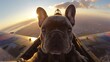 Curious French Bulldog Enjoying the Sunset View from an Airplane Cockpit