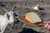 Fototapeta Uliczki - Goat cheese and goats on volcanic rocks and hillsides on Fuerteventura, Canary islands, Spain in winter