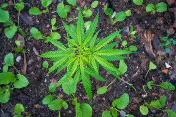 plant in the garden