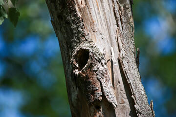 A tree with a hole in it used by woodpecker birds as a nest